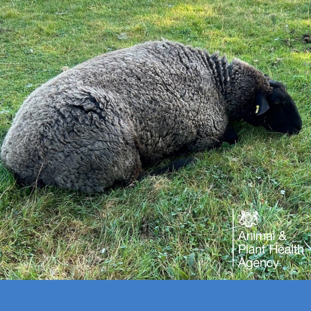 A sheep lying down in a field